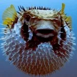 Фауна (мешканці) червоного моря