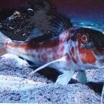 Фауна (мешканці) червоного моря