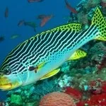 Фауна (мешканці) червоного моря