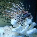 Фауна (мешканці) червоного моря