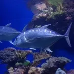 Фауна (мешканці) червоного моря