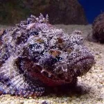 Фауна (мешканці) червоного моря