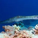 Фауна (мешканці) червоного моря