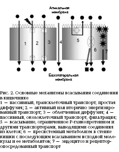 Фізіологічні механізми всмоктування в кишечнику «новини« український журнал гастроентерології, (кишечнику) Фізіологічні механізми всмоктування в кишечнику «новини« український журнал гастроентерології,