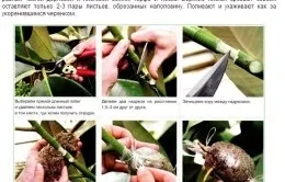 Фікус каучуконосний розмноження в домашніх умовах (як у фікуса каучуконосного відбувається розмноження в домашніх умовах?) Фікус каучуконосний розмноження в домашніх умовах