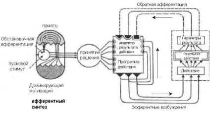 фізіологія ВНД