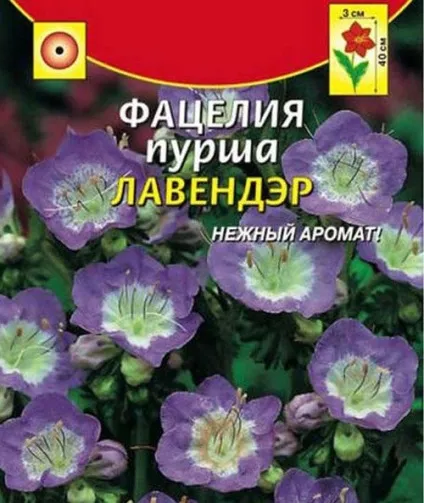 Фацелія вирощування з насіння, догляд, декоративні види з фото (фото) Фацелія вирощування з насіння, догляд, декоративні види з фото