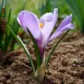 Форзиція посадка і догляд (статті Обрізка азалії) Форзиція посадка і догляд