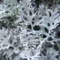 Форзиція посадка і догляд (Дядечко Кактус статті) Форзиція посадка і догляд