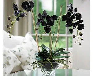 Фото чорної орхідеї квітка сімейства фаленопсис, правила догляду за ним (фото) Фото чорної орхідеї квітка сімейства фаленопсис, правила догляду за ним