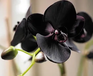 Фото чорної орхідеї квітка сімейства фаленопсис, правила догляду за ним (фото) Фото чорної орхідеї квітка сімейства фаленопсис, правила догляду за ним