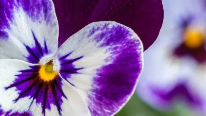 Фотографуємо квіти як зробити ідеальний знімок, натхнення () (зробити) Фотографуємо квіти як зробити ідеальний знімок, натхнення ()