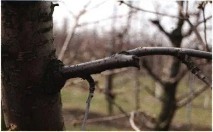 Формування крони черешні, agrocounsel (формування крони черешні) Формування крони черешні, agrocounsel