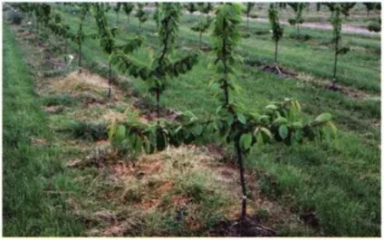 Формування крони черешні, agrocounsel (добрива) Формування крони черешні, agrocounsel