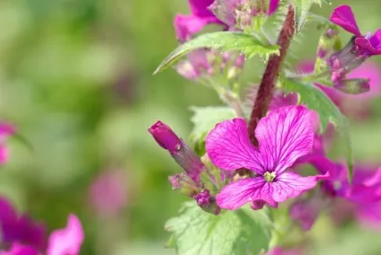 Фотографуємо квіти як зробити ідеальний знімок, натхнення () (квіти) Фотографуємо квіти як зробити ідеальний знімок, натхнення ()