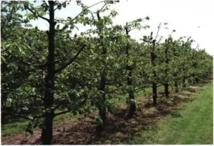 Формування крони черешні, agrocounsel (крони) Формування крони черешні, agrocounsel