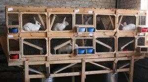 Де тримати кроликів