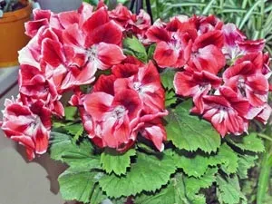 Герань в домашніх умовах - догляд полив, пересадка, підживлення, грунт (догляд) Герань в домашніх умовах - догляд полив, пересадка, підживлення, грунт