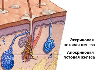 Гидраденит лікування різними методами, відповіді про появу і профілактиці захворювання (лікування) Гидраденит лікування різними методами, відповіді про появу і профілактиці захворювання