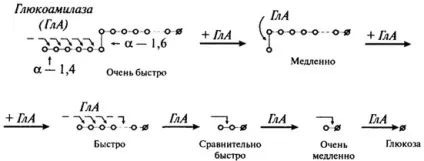 Гідроліз вуглеводів - студопедія