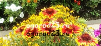 Гайлардія - посадка і догляд, особливості вирощування, фото (догляд) Гайлардія - посадка і догляд, особливості вирощування, фото