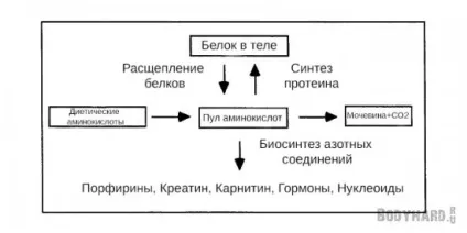 гідролізований білок