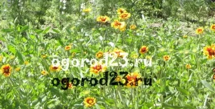 Гайлардія - посадка і догляд, особливості вирощування, фото (догляд) Гайлардія - посадка і догляд, особливості вирощування, фото