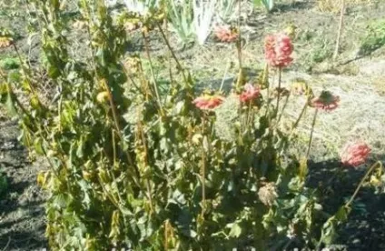 Жоржини коли викопувати і як зберігати (жоржини) Жоржини коли викопувати і як зберігати