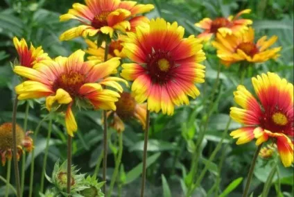 Гайлардія вирощування, посадка, догляд і розмноження сонячної ромашки (коли садити гайлардия насінням) Гайлардія вирощування, посадка, догляд і розмноження сонячної ромашки