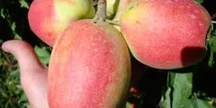 Лохина опис, розмноження, властивості, шкоду, фото (опис) Лохина опис, розмноження, властивості, шкоду, фото