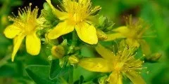 Лохина опис, розмноження, властивості, шкоду, фото (лохина) Лохина опис, розмноження, властивості, шкоду, фото