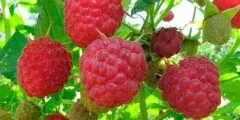 Лохина опис, розмноження, властивості, шкоду, фото (розмноження) Лохина опис, розмноження, властивості, шкоду, фото