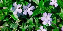 Лохина опис, розмноження, властивості, шкоду, фото (лохина) Лохина опис, розмноження, властивості, шкоду, фото