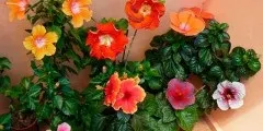 Лохина опис, розмноження, властивості, шкоду, фото (опис) Лохина опис, розмноження, властивості, шкоду, фото