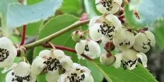 Лохина опис, розмноження, властивості, шкоду, фото (опис) Лохина опис, розмноження, властивості, шкоду, фото