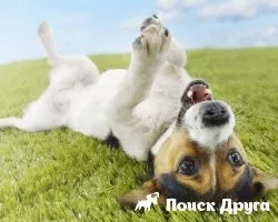 Гіперактивна собака - причини, ознаки, що робити (гіперактивна собака що робити) Гіперактивна собака - причини, ознаки, що робити