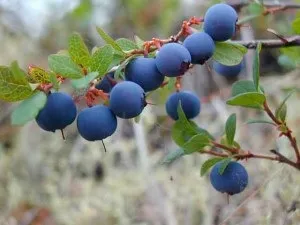 Лохина опис, розмноження, властивості, шкоду, фото (розмноження) Лохина опис, розмноження, властивості, шкоду, фото
