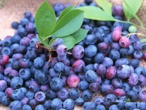 Лохина опис, розмноження, властивості, шкоду, фото (властивості) Лохина опис, розмноження, властивості, шкоду, фото