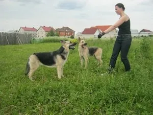 Гіперактивність собаки - видавництво догфренд паблішерс (проблема поведінки) Гіперактивність собаки - видавництво догфренд паблішерс