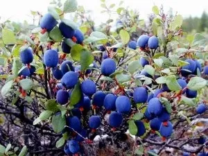 Лохина опис, розмноження, властивості, шкоду, фото (розмноження) Лохина опис, розмноження, властивості, шкоду, фото