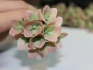 Гортензія з холодного фарфору - ярмарок майстрів - ручна робота, handmade