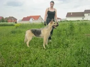 Гіперактивність собаки - видавництво догфренд паблішерс (гіперактивність) Гіперактивність собаки - видавництво догфренд паблішерс