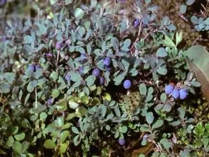 Лохина опис, розмноження, властивості, шкоду, фото (властивості) Лохина опис, розмноження, властивості, шкоду, фото