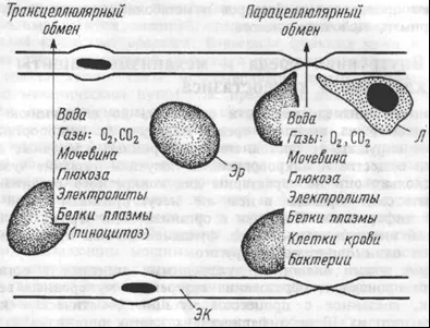 Гістогематичні бар'єри-структури між кров'ю і органами (гематоофтальмічний бар'єр) Гістогематичні бар'єри-структури між кров'ю і органами