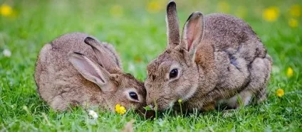 Глисти у кроликів симптоми і лікування, як і чим лікувати (кроликів) Глисти у кроликів симптоми і лікування, як і чим лікувати