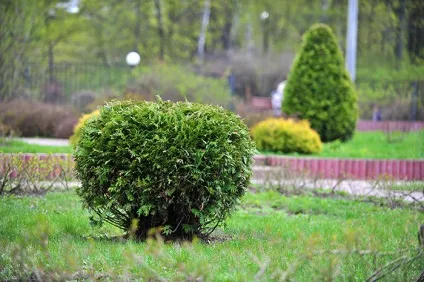 Міські квітники і клумби