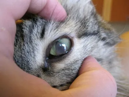 Око помутнел у кота причини, лікування, профілактика (кота) Око помутнел у кота причини, лікування, профілактика