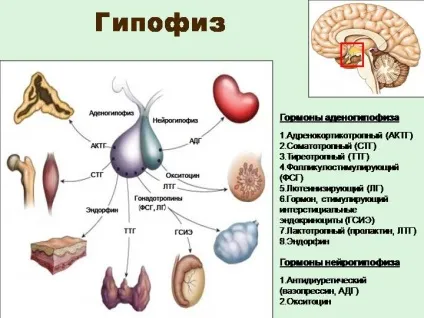 Гіпофіз головного мозку що це таке, де знаходиться, за що відповідає, будова, які гормони (гормони гіпофіза) Гіпофіз головного мозку що це таке, де знаходиться, за що відповідає, будова, які гормони