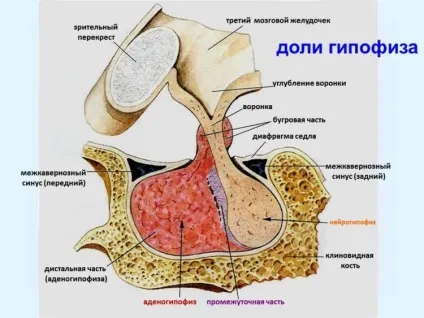 Гіпофіз головного мозку що це таке, де знаходиться, за що відповідає, будова, які гормони (таке) Гіпофіз головного мозку що це таке, де знаходиться, за що відповідає, будова, які гормони