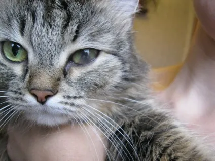 Око помутнел у кота причини, лікування, профілактика (кота) Око помутнел у кота причини, лікування, профілактика